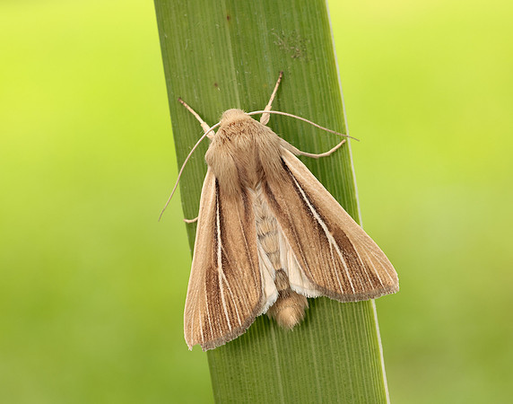 73.299 BF2201 Shore Wainscot Mythimna litoralis