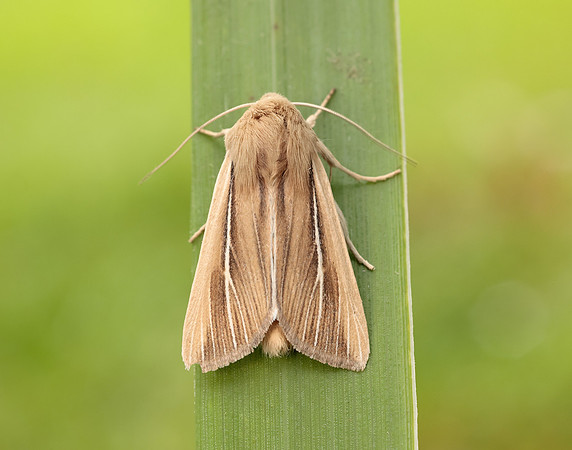 73.299 BF2201 Shore Wainscot Mythimna litoralis