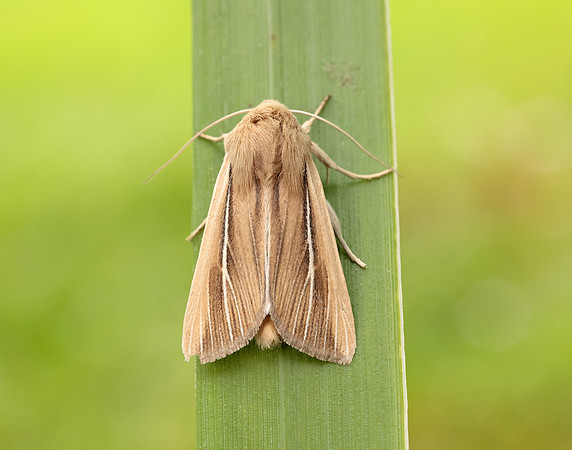 73.299 BF2201 Shore Wainscot Mythimna litoralis