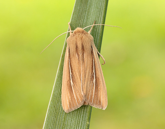 73.299 BF2201 Shore Wainscot Mythimna litoralis