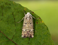 73.308 BF2099 Portland Moth Actebia praecox