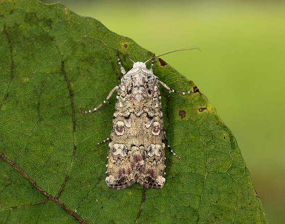 73.308 BF2099 Portland Moth Actebia praecox
