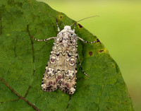 73.308 BF2099 Portland Moth Actebia praecox