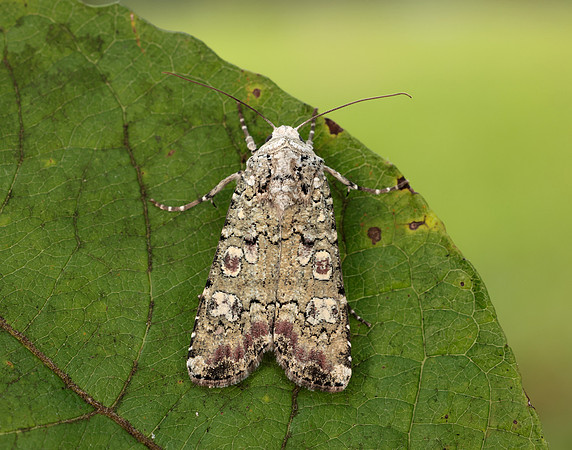 73.308 BF2099 Portland Moth Actebia praecox