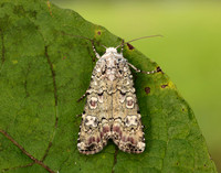 73.308 BF2099 Portland Moth Actebia praecox