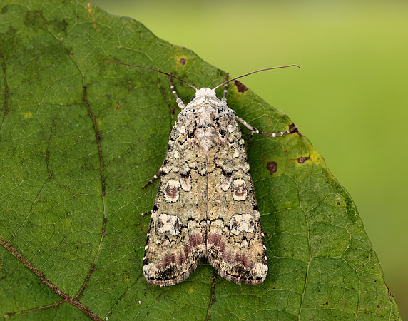 73.308 BF2099 Portland Moth Actebia praecox