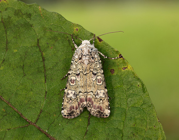 73.308 BF2099 Portland Moth Actebia praecox