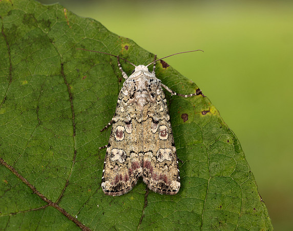 73.308 BF2099 Portland Moth Actebia praecox