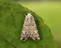 73.307-73.368 Noctuidae - Noctuinae - Darts, yellow underwings, clays & allies