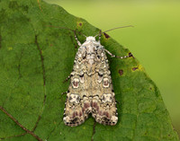 73.308 BF2099 Portland Moth Actebia praecox