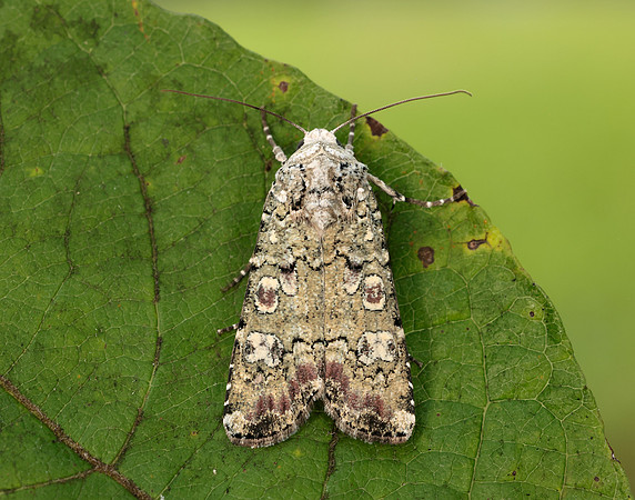 73.308 BF2099 Portland Moth Actebia praecox