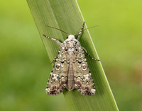 73.308 BF2099 Portland Moth Actebia praecox