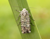 73.308 BF2099 Portland Moth Actebia praecox