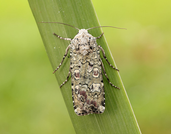 73.308 BF2099 Portland Moth Actebia praecox