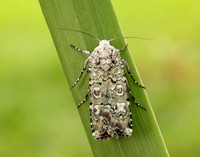 73.308 BF2099 Portland Moth Actebia praecox