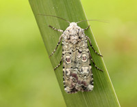 73.308 BF2099 Portland Moth Actebia praecox
