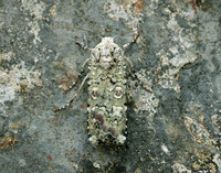 73.308 BF2099 Portland Moth Actebia praecox