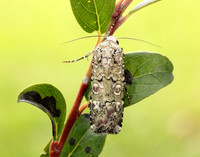 73.308 BF2099 Portland Moth Actebia praecox