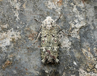 73.308 BF2099 Portland Moth Actebia praecox