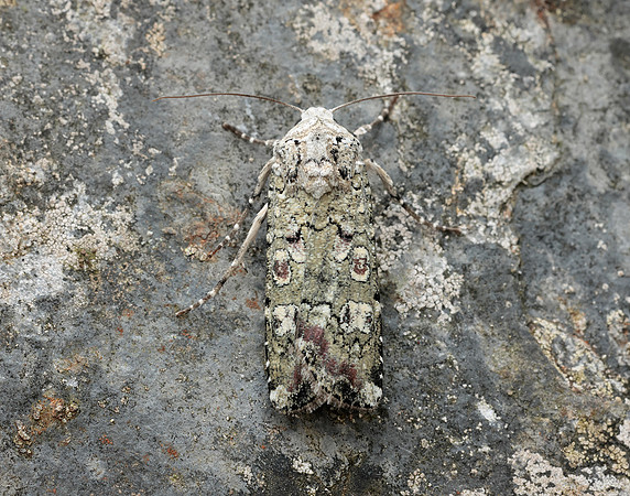 73.308 BF2099 Portland Moth Actebia praecox