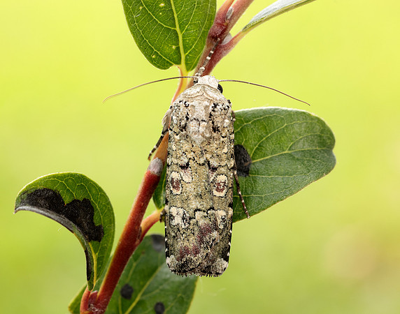 73.308 BF2099 Portland Moth Actebia praecox