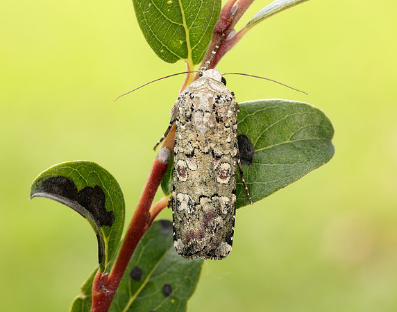 73.308 BF2099 Portland Moth Actebia praecox