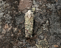 73.308 BF2099 Portland Moth Actebia praecox