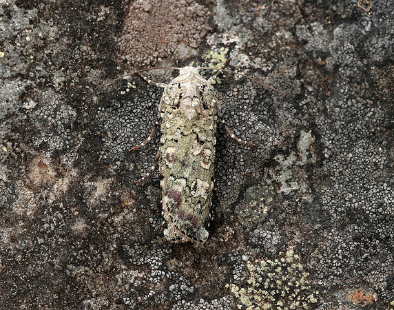 73.308 BF2099 Portland Moth Actebia praecox
