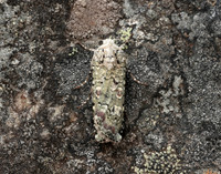 73.308 BF2099 Portland Moth Actebia praecox