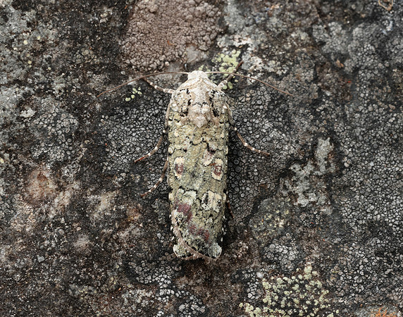 73.308 BF2099 Portland Moth Actebia praecox