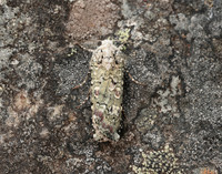 73.308 BF2099 Portland Moth Actebia praecox