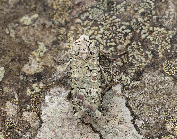 73.308 BF2099 Portland Moth Actebia praecox