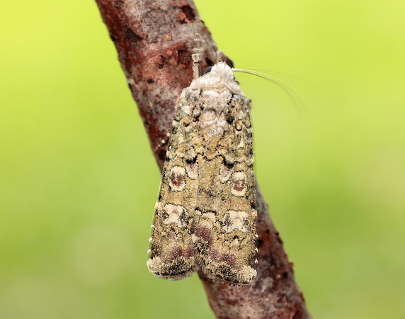 73.308 BF2099 Portland Moth Actebia praecox