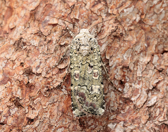 73.308 BF2099 Portland Moth Actebia praecox