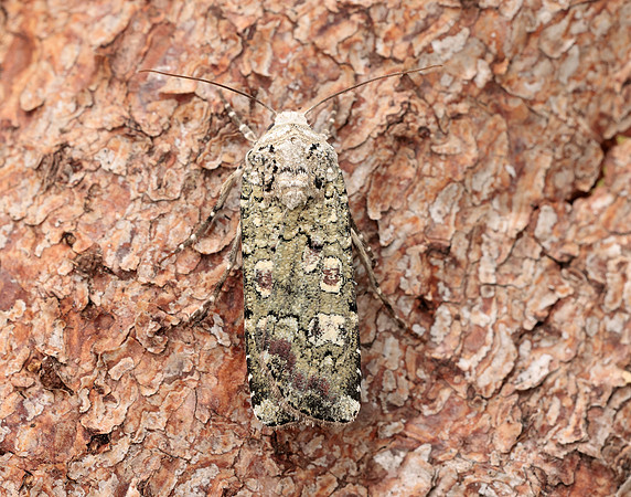 73.308 BF2099 Portland Moth Actebia praecox