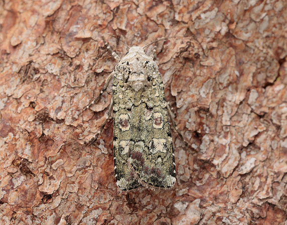 73.308 BF2099 Portland Moth Actebia praecox