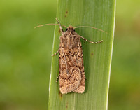 73.311 BF2083 Coast Dart Euxoa cursoria
