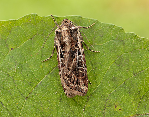 73.313 BF2081 White-line Dart Euxoa tritici