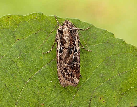 73.313 BF2081 White-line Dart Euxoa tritici