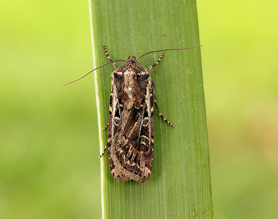 73.313 BF2081 White-line Dart Euxoa tritici