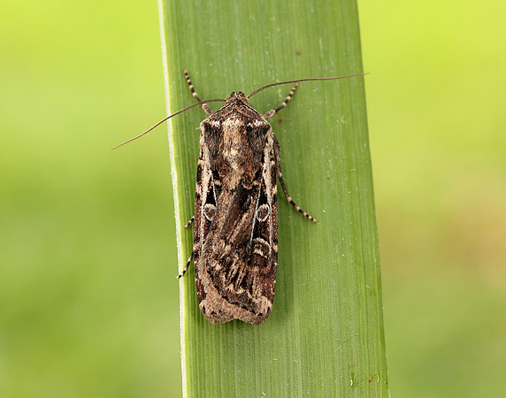 73.313 BF2081 White-line Dart Euxoa tritici