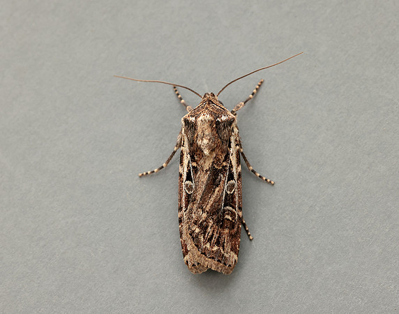 73.313 BF2081 White-line Dart Euxoa tritici