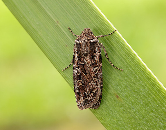 73.313 BF2081 White-line Dart Euxoa tritici