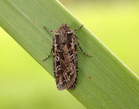 73.313 BF2081 White-line Dart Euxoa tritici