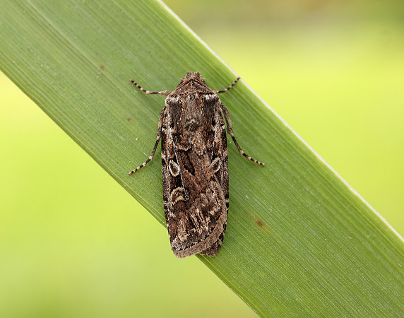 73.313 BF2081 White-line Dart Euxoa tritici