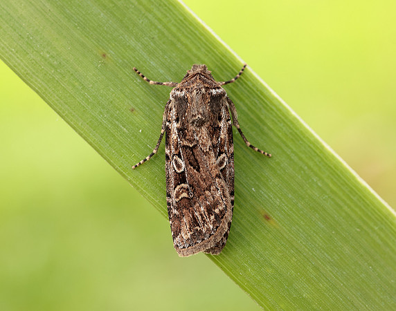 73.313 BF2081 White-line Dart Euxoa tritici