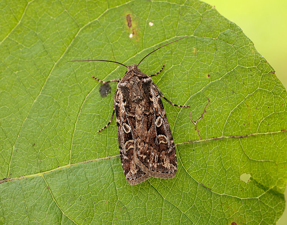 73.313 BF2081 White-line Dart Euxoa tritici