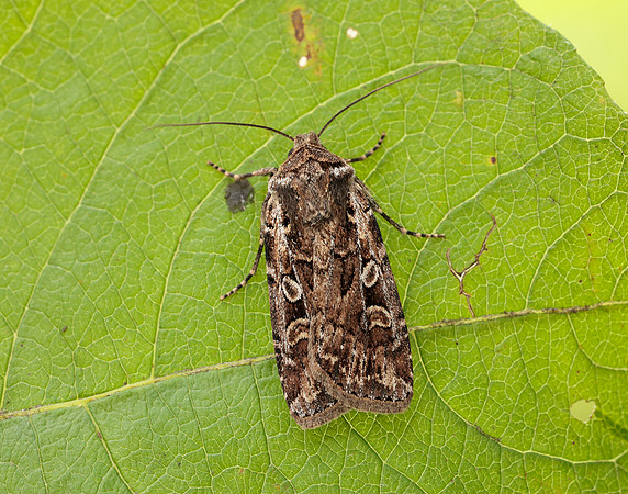 73.313 BF2081 White-line Dart Euxoa tritici