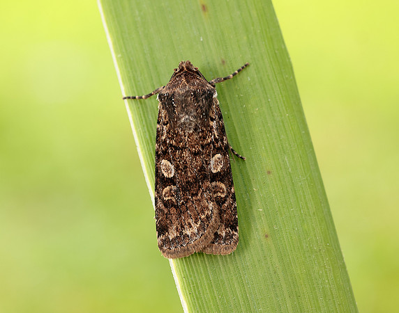 73.313 BF2081 White-line Dart Euxoa tritici