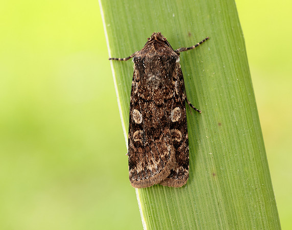 73.313 BF2081 White-line Dart Euxoa tritici